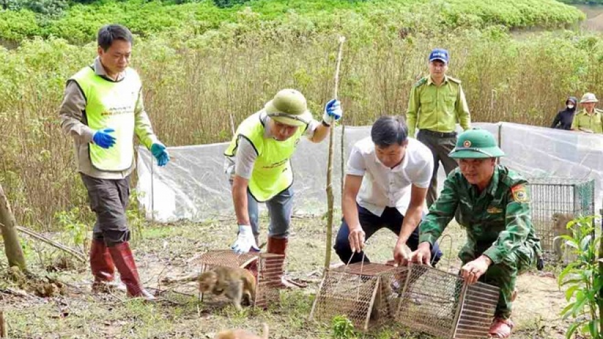 National park releases 36 rare wild animals back to the wild